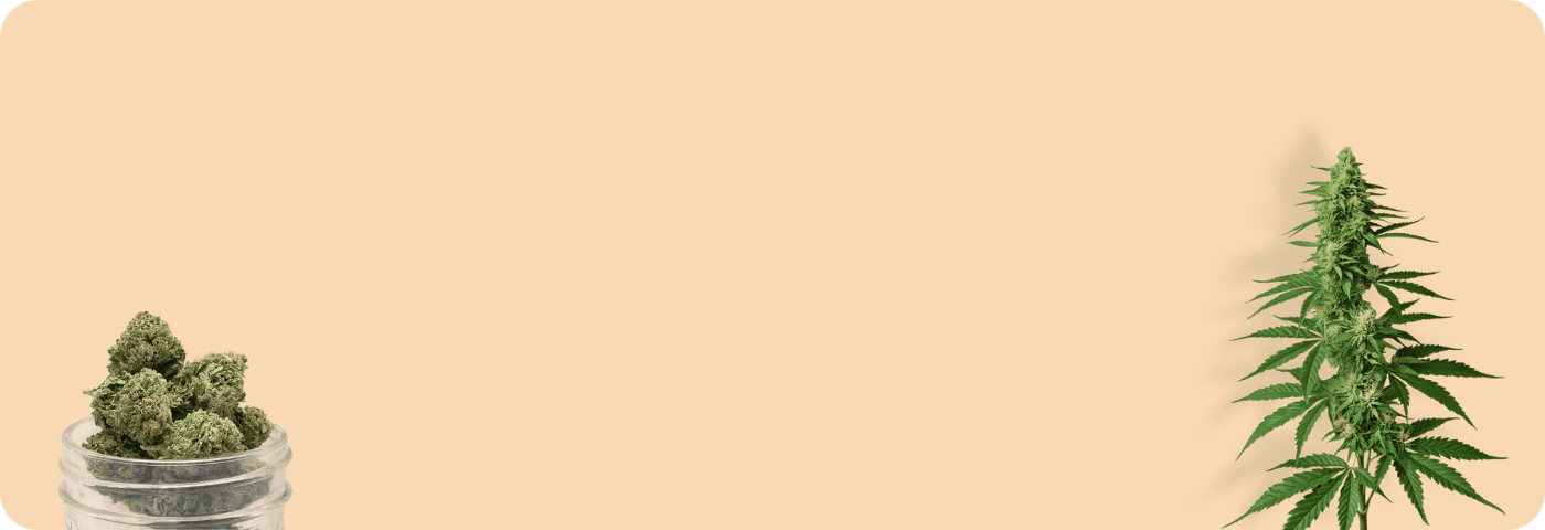 Eine Glasdose mit Cannabisblüten und einer Cannabispflanze im Hintergrund.
