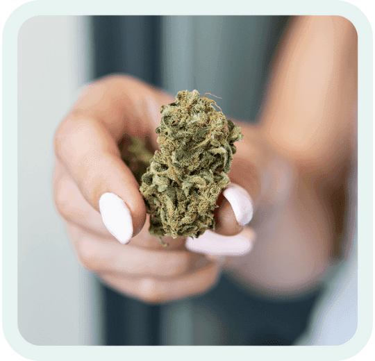 Eine Hand hält eine frische Cannabisblüte.