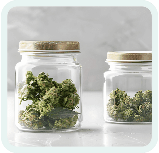 Ein Glasbehälter mit frischen Hanfblüten auf einem Tisch.